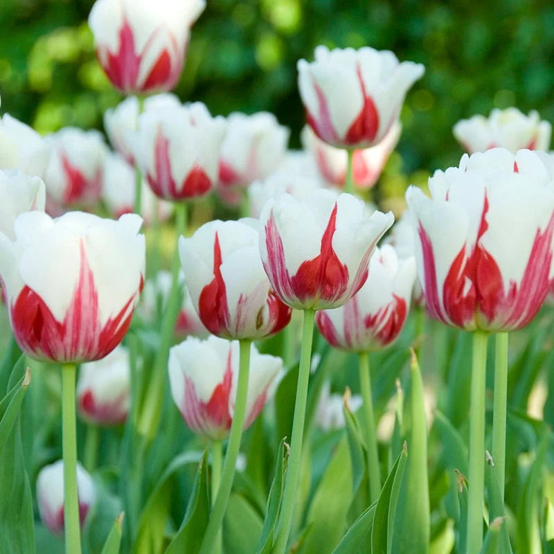 Tulip Leen Van Demark Red White Bulb