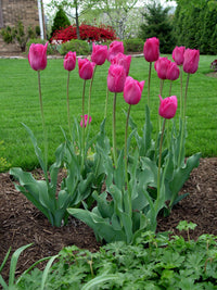 Tulip- Barcelona