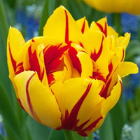 Tulip Monsella Yellow Red Bulb