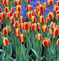 Apeldoorn's Elite Tulip Seeds