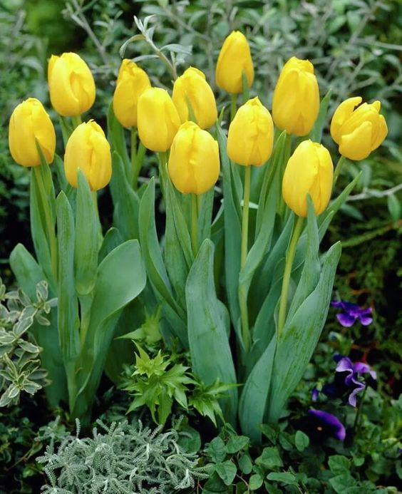 Tulip Yellow Bulbs