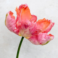 Apricot Parrot Tulip Seeds