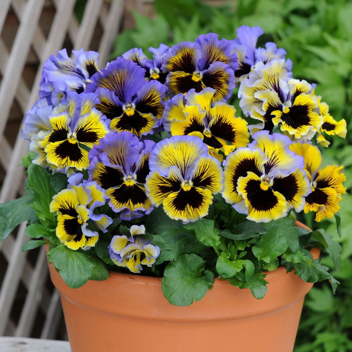 Frizzle Sizzle Yellow-Blue Swirl – Viola Seed