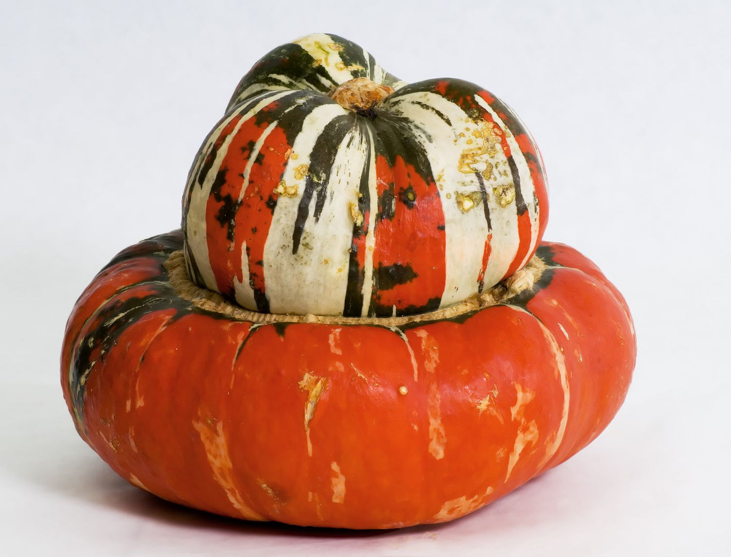 Turk’s Turban – Pumpkin Seed