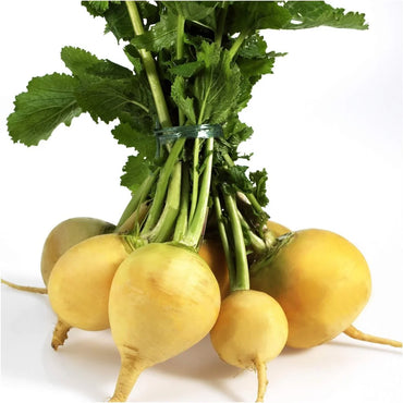 Turnip- Golden Globe