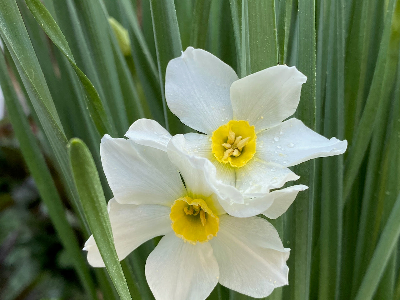 Daffodil Poeticus Nargis White Bulb