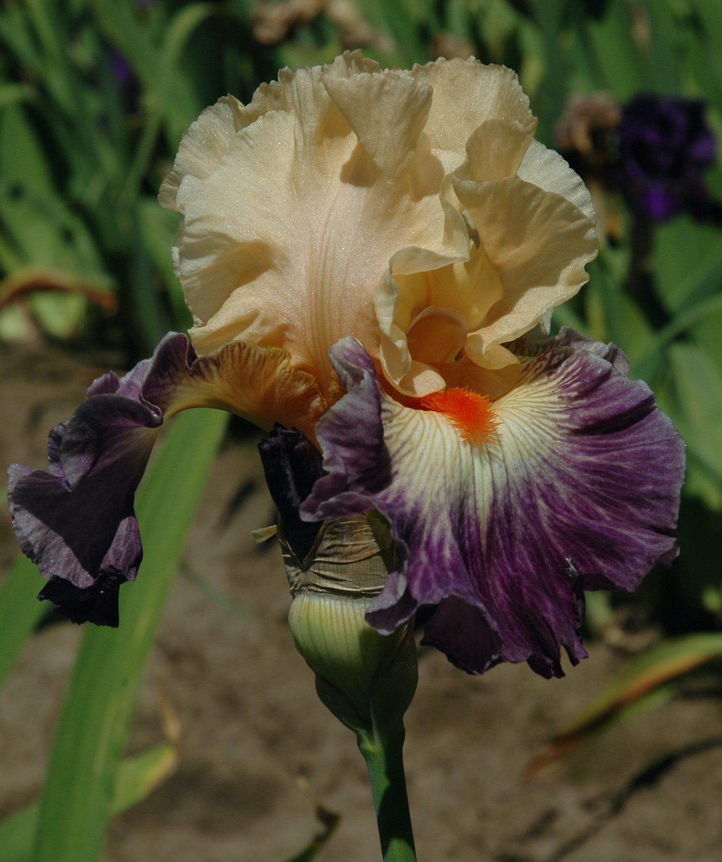 Undercurrent Bearded Iris Seeds