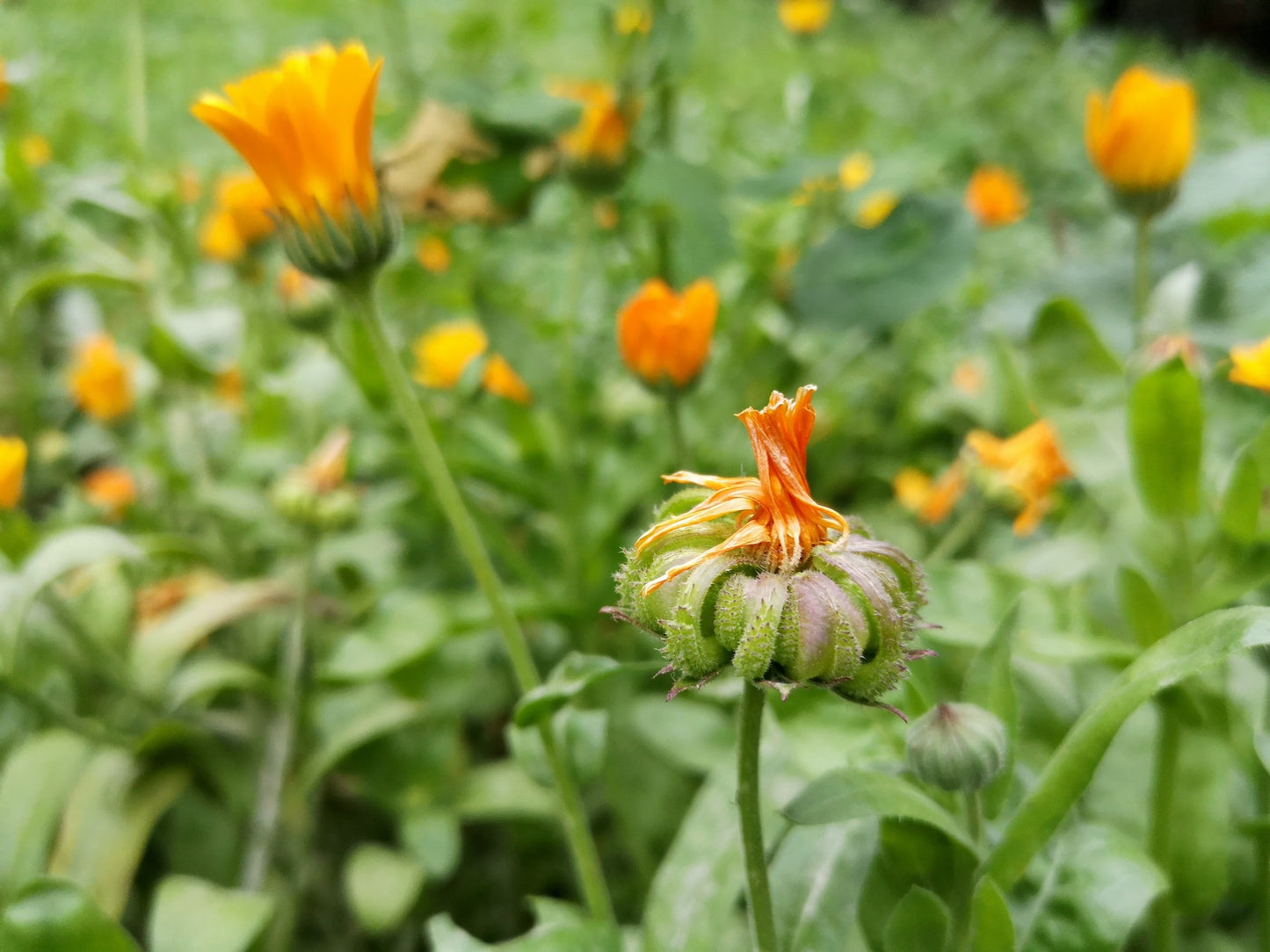 Alpha – Organic Calendula Seed