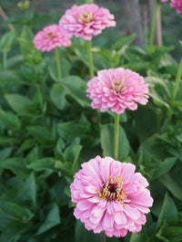 Benary’s Giant Bright Pink – Zinnia Seed