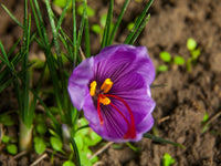 Crocus Bulbs