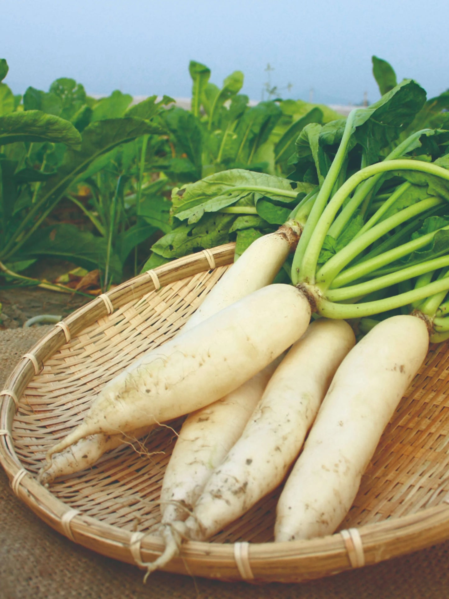 Radish- Daikon