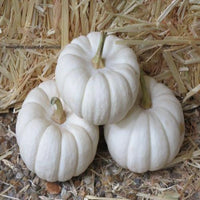 Valenciano – Pumpkin Seed