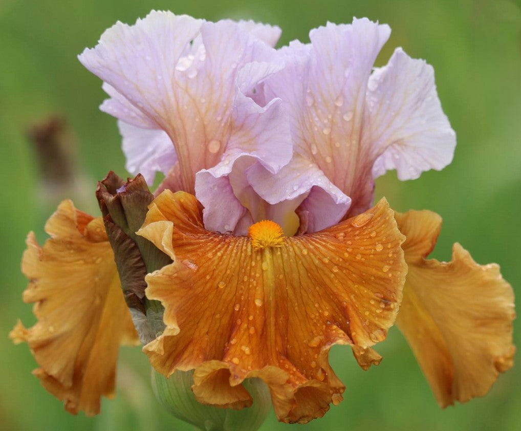 Valley of Dreams Bearded Iris Seeds