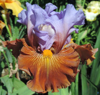 Valley of Dreams Bearded Iris Seeds