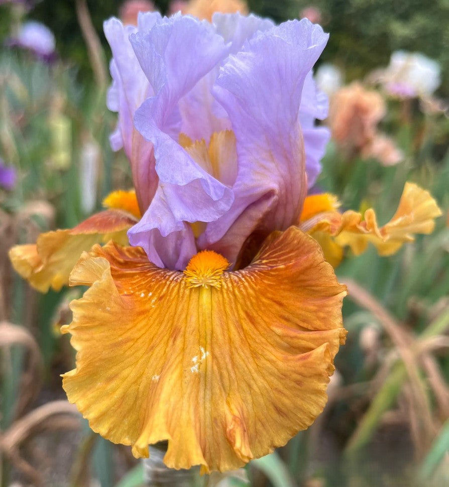 Valley of Dreams Bearded Iris Seeds