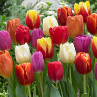 Tulip Random Color Bulbs