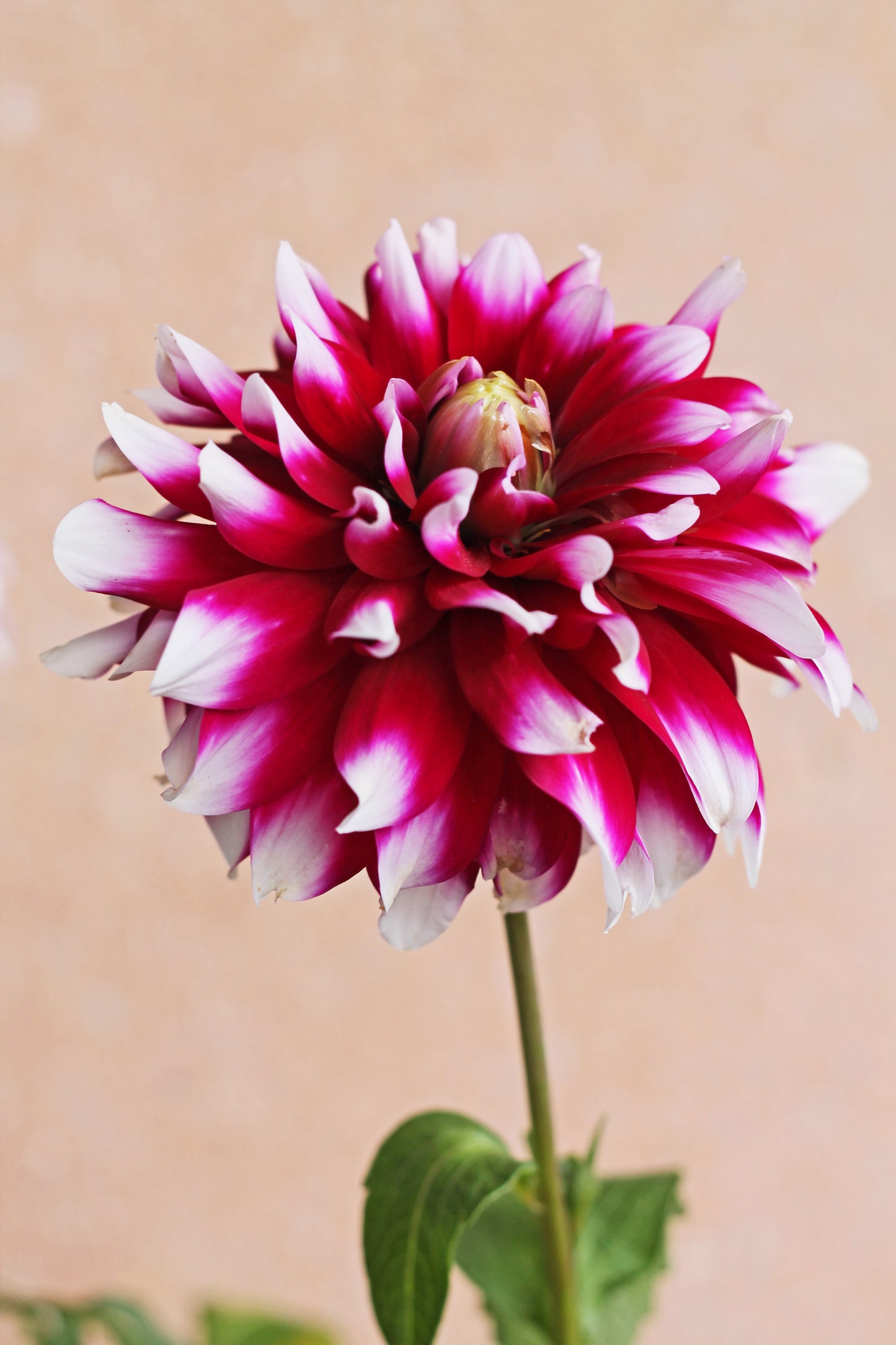 Verdi Dahlia