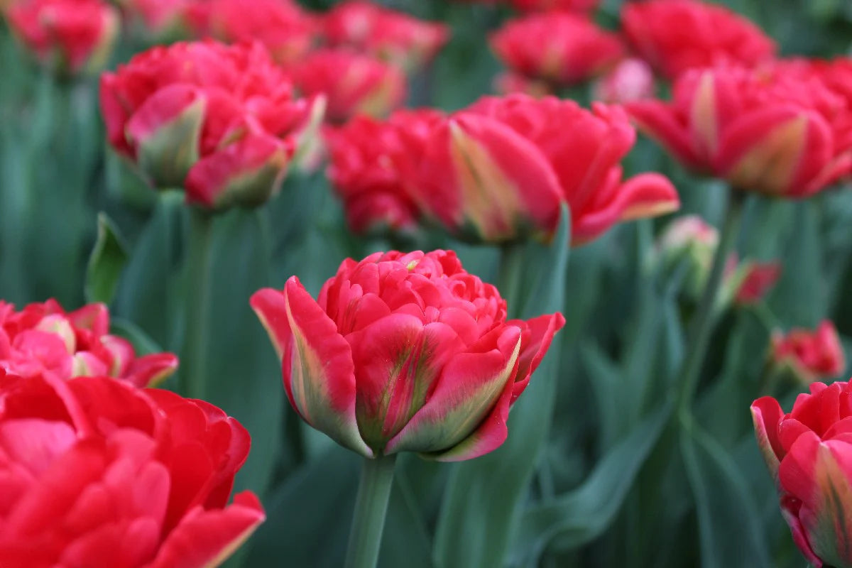 Tulip Pamplona Red Bulb