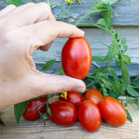 Verona – Tomato Seed