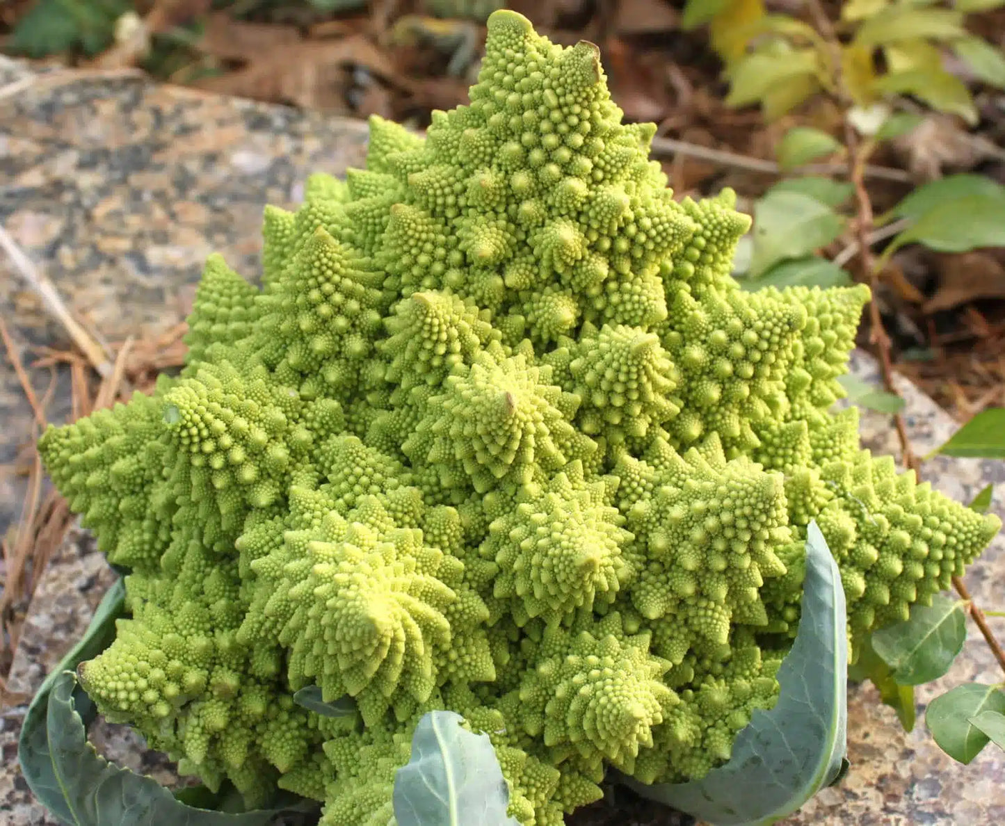 Veronica – Cauliflower Seed