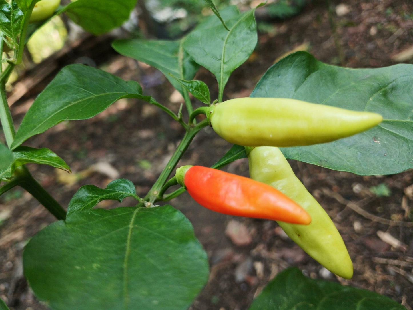 Chilli- Tabasco