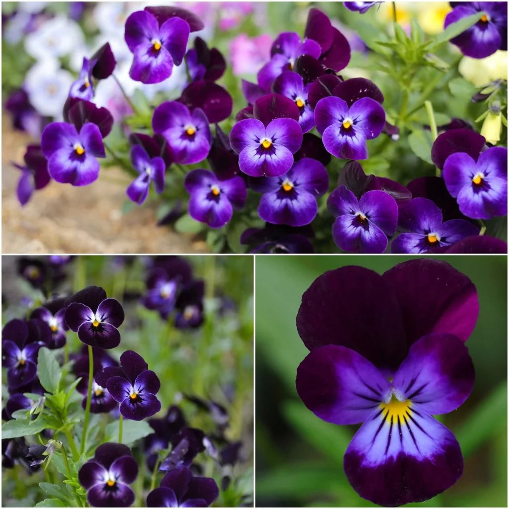 Viola- King Henry