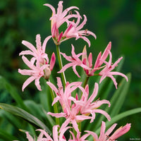 Nerine Lily Bulbs