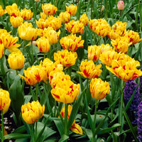 Tulip Monsella Yellow Red Bulb