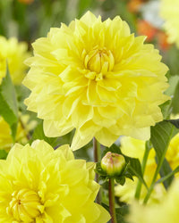 American Sun Dahlia