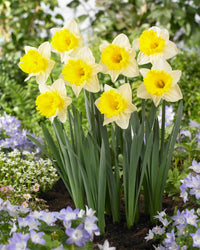 Daffodil Las Vegas White Yellow Bulb