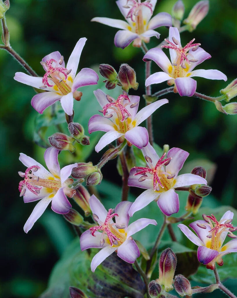 Tojen Toad Lily