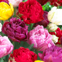 WOW! Peony-Flowering Tulip Mixture Seeds