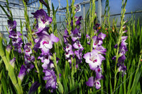 Vista Gladiolus