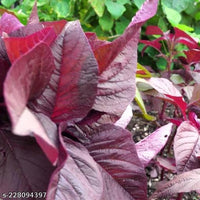 Choulai Red Edible, Amaranthus Red Edible Vegetable Seeds