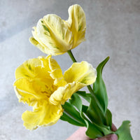 Yellow Madonna Parrot Tulip Seeds