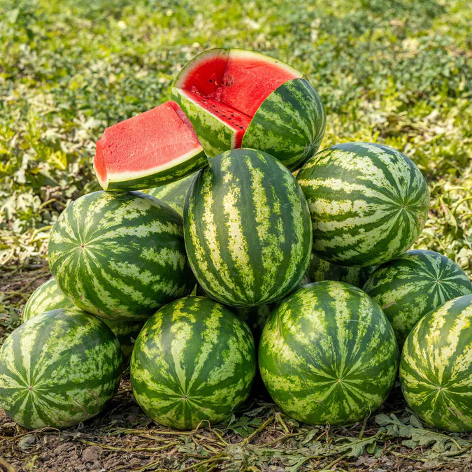 Watermelon- Klondike Blue Ribbon Striped