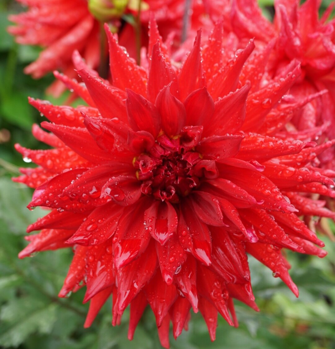 Winkie Colonel Super Size Dahlia