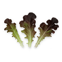 Blade – Organic Lettuce Seed