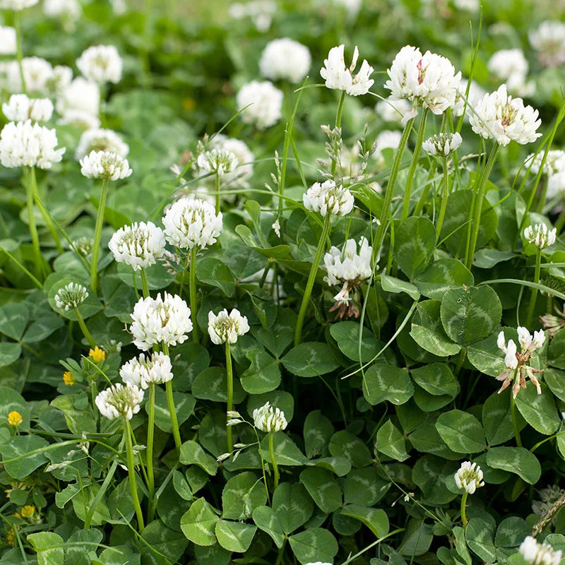 White Clover Seeds - Organic Vegetable Seed