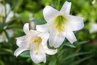 Lilium Longiflorum Easter Lily White Bulb