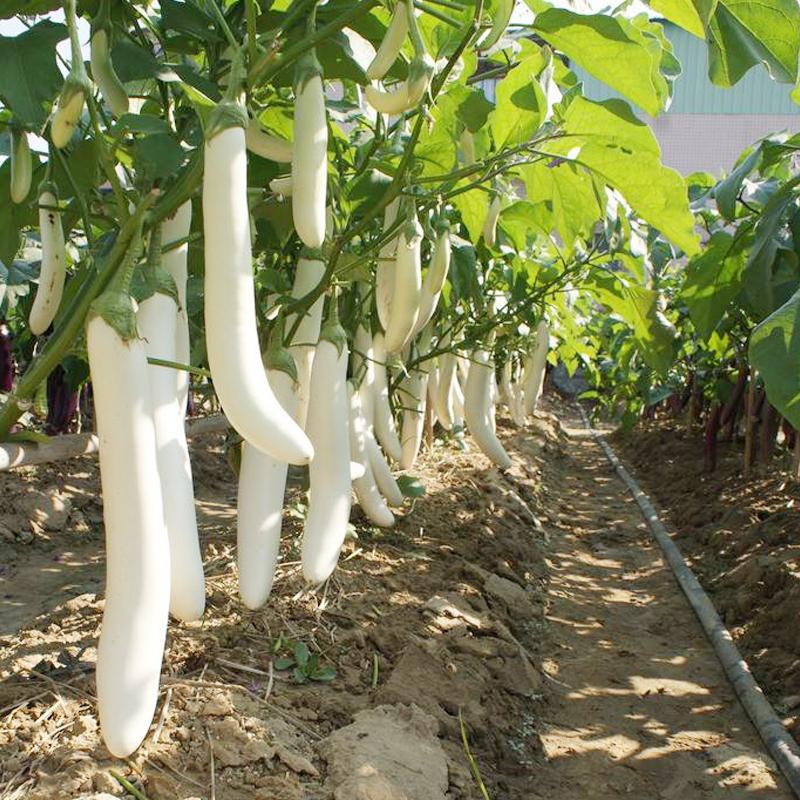 white eggplant * Lara Angel eggplant bonsai Seeds