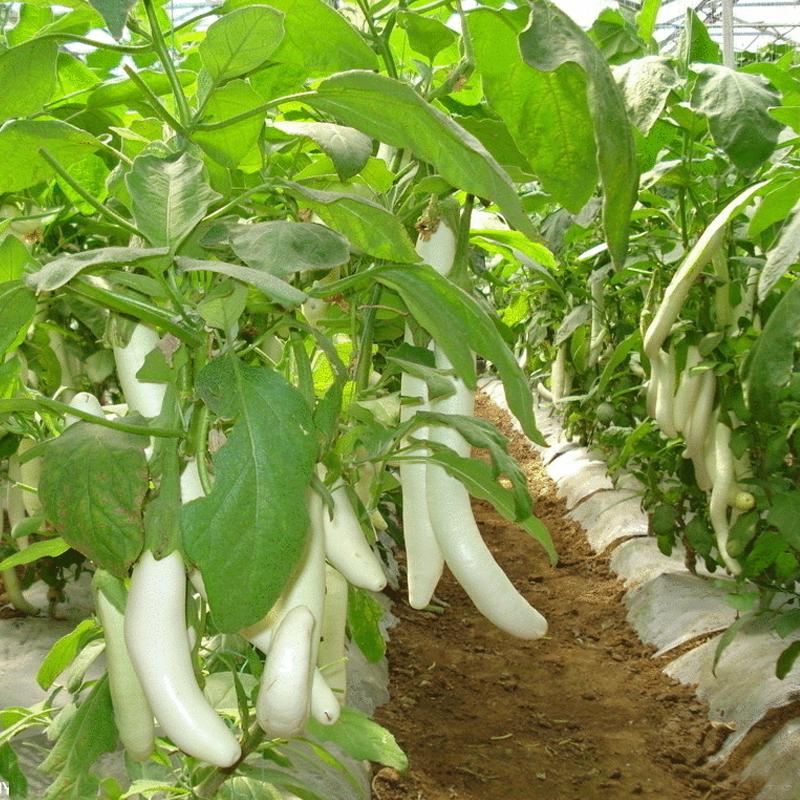 white eggplant * Lara Angel eggplant bonsai Seeds