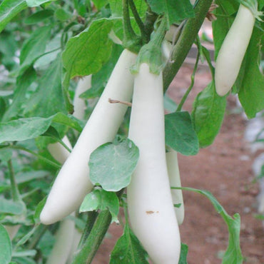 white eggplant * Lara Angel eggplant bonsai Seeds