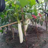 white eggplant * Lara Angel eggplant bonsai Seeds