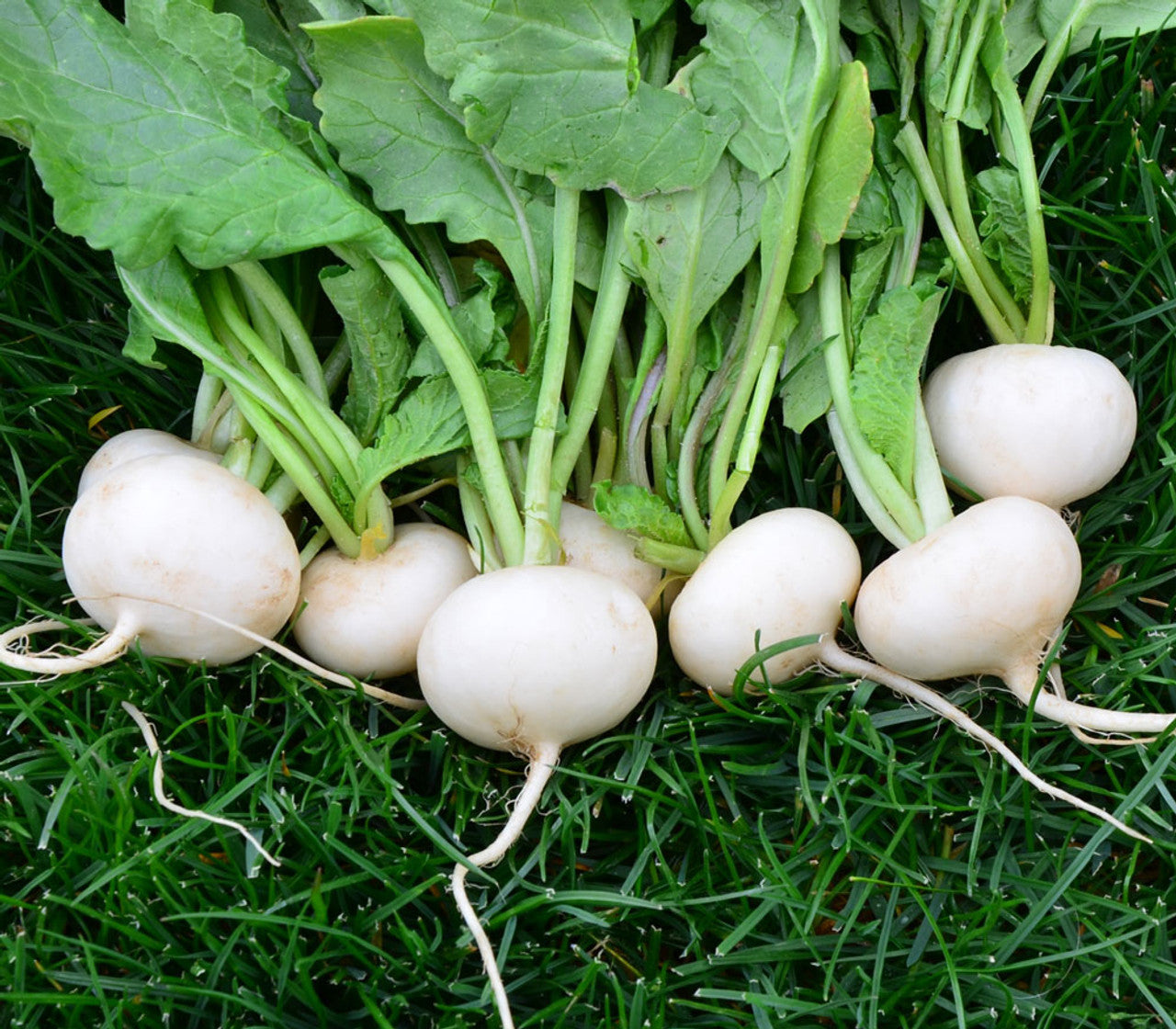 Radish- Hailstone