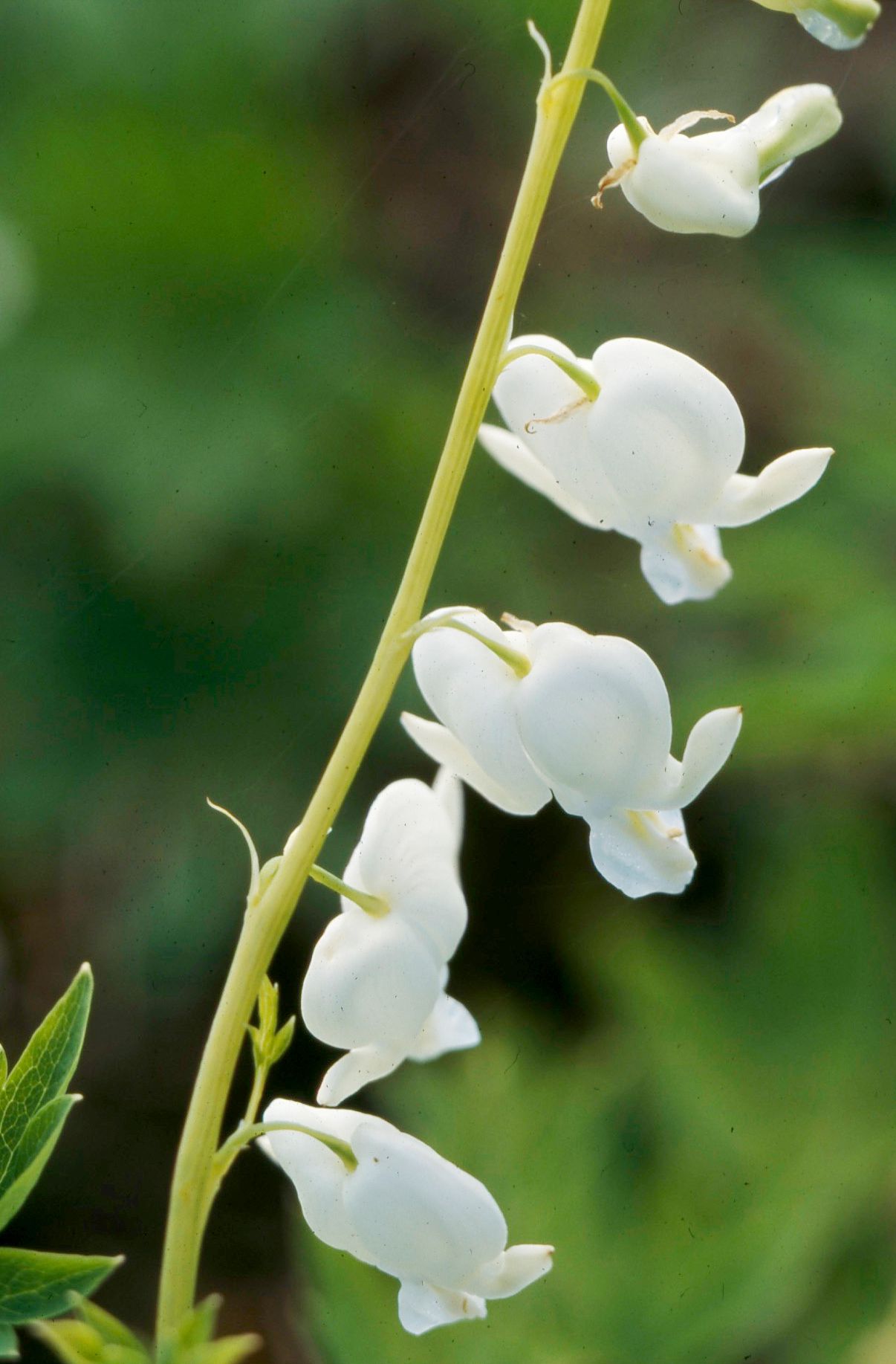 White Old-Fashioned Bleeding Heart