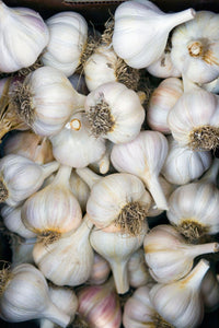 Garlic- Hillston ()