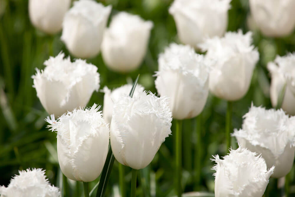 Tulip Honeymoon White Bulbs