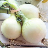 Onion White Globe Vegetable Seeds