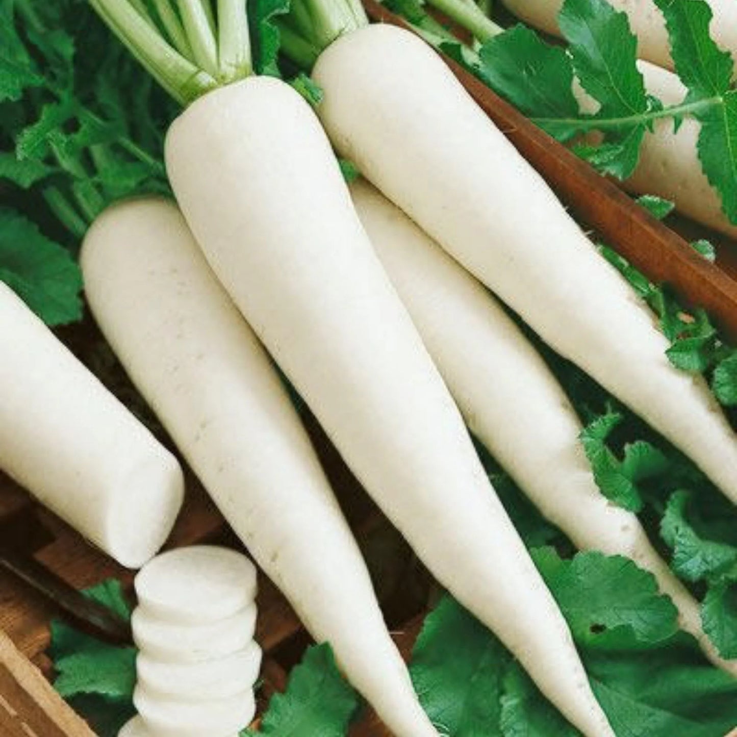 Radish Great Long White Vegetable Seeds